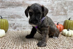 Kayla - Schnoodle for sale