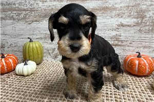 Karl - puppy for sale