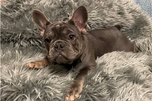 Curtis - French Bulldog for sale