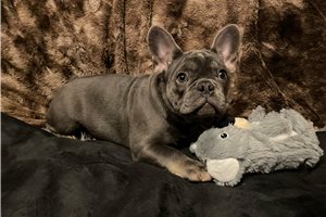 Curtis - French Bulldog for sale