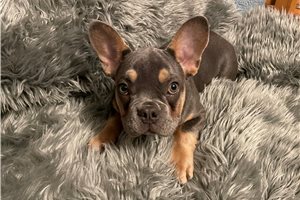 Conner - French Bulldog for sale