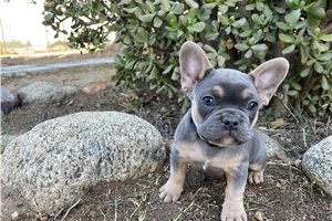 Chuck - puppy for sale