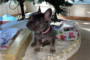 Charlotte - puppy for sale