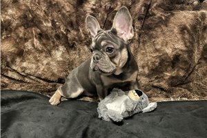 Chrissy - French Bulldog for sale