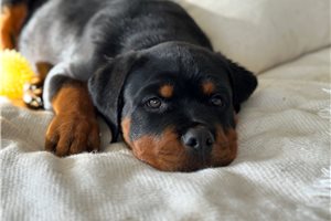 Layla - Rottweiler for sale