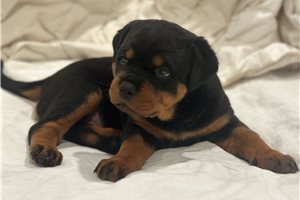 Leeloo - puppy for sale