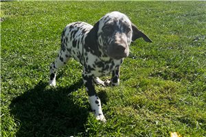 Kasey - Dalmatian for sale