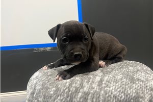 Kelsey - American Bully for sale