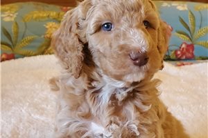 Gem - puppy for sale