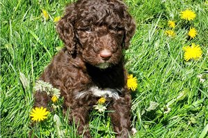 Gibson - Standard Poodle for sale