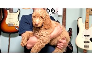 Elijah - Standard Poodle for sale