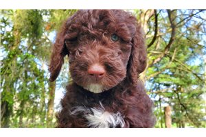 Gibson - Poodle, Standard for sale