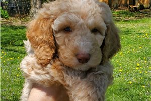 Jingles - puppy for sale
