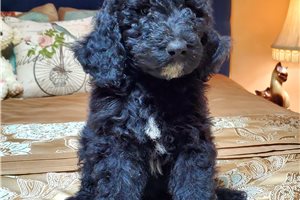 Jobie - puppy for sale