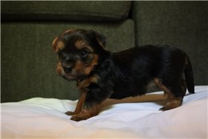Layla - Yorkshire Terrier - Yorkie for sale