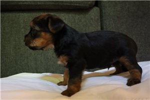 Liam - Yorkshire Terrier - Yorkie for sale
