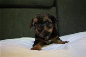 Lucas - Yorkshire Terrier - Yorkie for sale