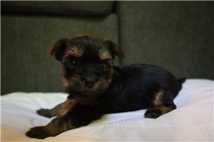 Noir - Yorkshire Terrier - Yorkie for sale