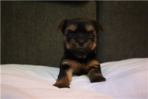 Noelle - Yorkshire Terrier - Yorkie for sale