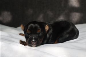 Liam - Yorkshire Terrier - Yorkie for sale
