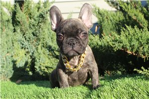 Weston - French Bulldog for sale