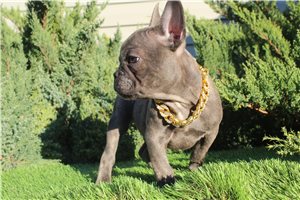 Walker - French Bulldog for sale