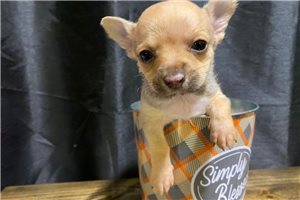 Oliver - Chihuahua for sale