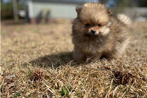 Thiago - Pomeranian for sale
