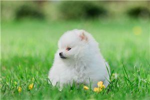 Alina - Pomeranian for sale
