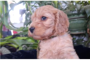 Jenny - puppy for sale
