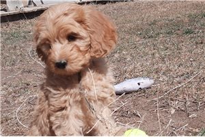 Jenny - Cockapoo for sale