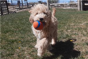 Jiminy - Cockapoo for sale