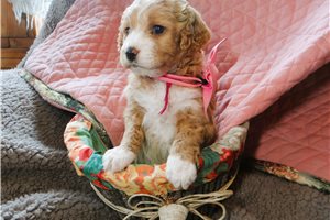 Zayne - puppy for sale