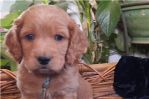 Justin - puppy for sale