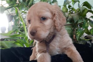 Janice - puppy for sale