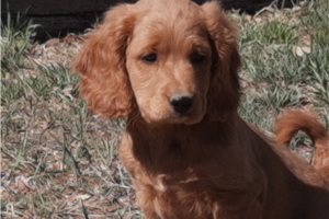 Justin - Cockapoo for sale