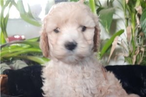 Jiminy - puppy for sale