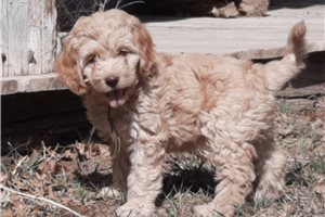 Josie - Cockapoo for sale