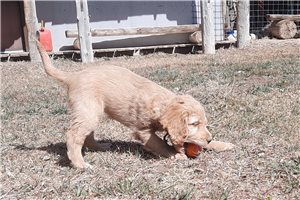 Janice - Cockapoo for sale