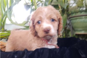 Jynx - puppy for sale