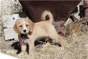 Anwen - Cockapoo for sale
