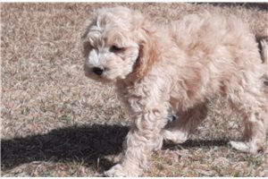 Jiminy - Cockapoo for sale