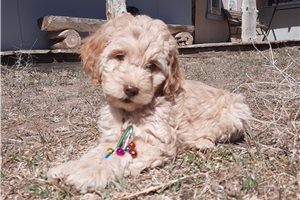 Julia - Cockapoo for sale