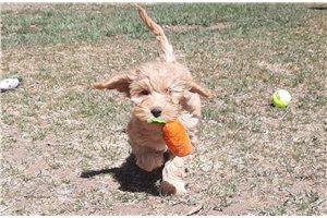 Jenny - Cockapoo for sale