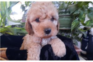 Julia - puppy for sale