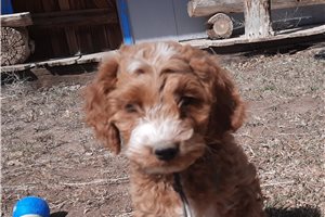 Jacob - Cockapoo for sale
