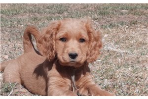 Justin - Cockapoo for sale