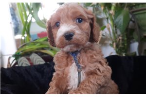 Jacob - Cockapoo for sale