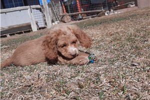 Jynx - Cockapoo for sale