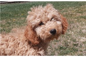 Julia - Cockapoo for sale